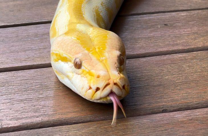 Píton albina que não pode retornar à natureza ganhará nova chance no Bioparque Pantanal. Píton albina que não pode retornar à natureza ganhará nova chance no Bioparque Pantanal.