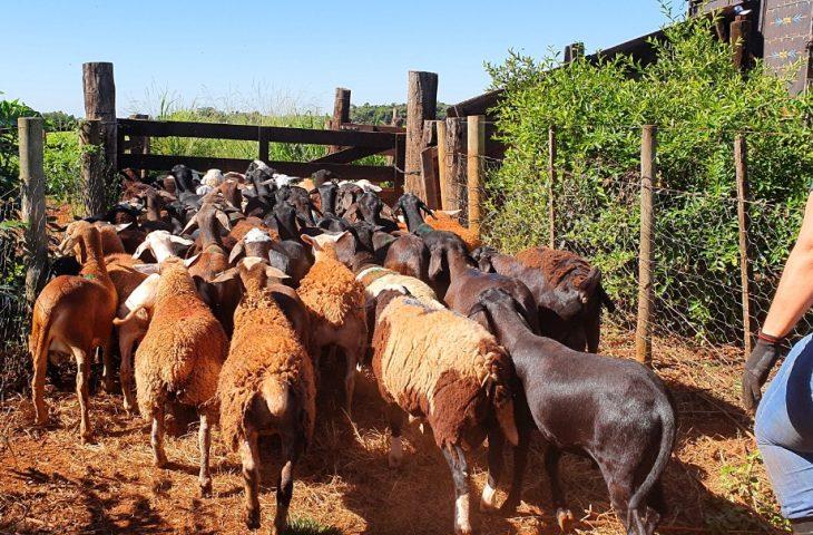 Produtores de ovinos e caprinos terão prazo de um ano para regularizar rebanhos junto a Iagro sem multas.