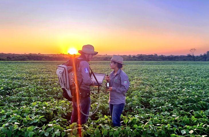 Sustentabilidade: florestas plantadas em MS contribuem para a meta de carbono neutro.