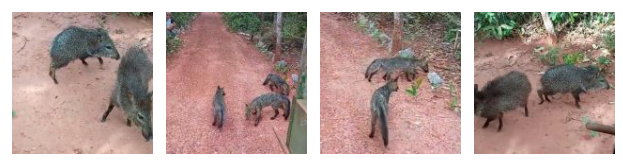 Imasul realiza soltura de mais de 60 animais silvestres no Recanto Ecológico Rio da Prata. Imasul realiza soltura de mais de 60 animais silvestres no Recanto Ecológico Rio da Prata.