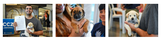 Dezembro Verde: ação incentiva a adoção responsável e o combate ao abandono de animais. Dezembro Verde: ação incentiva a adoção responsável e o combate ao abandono de animais.