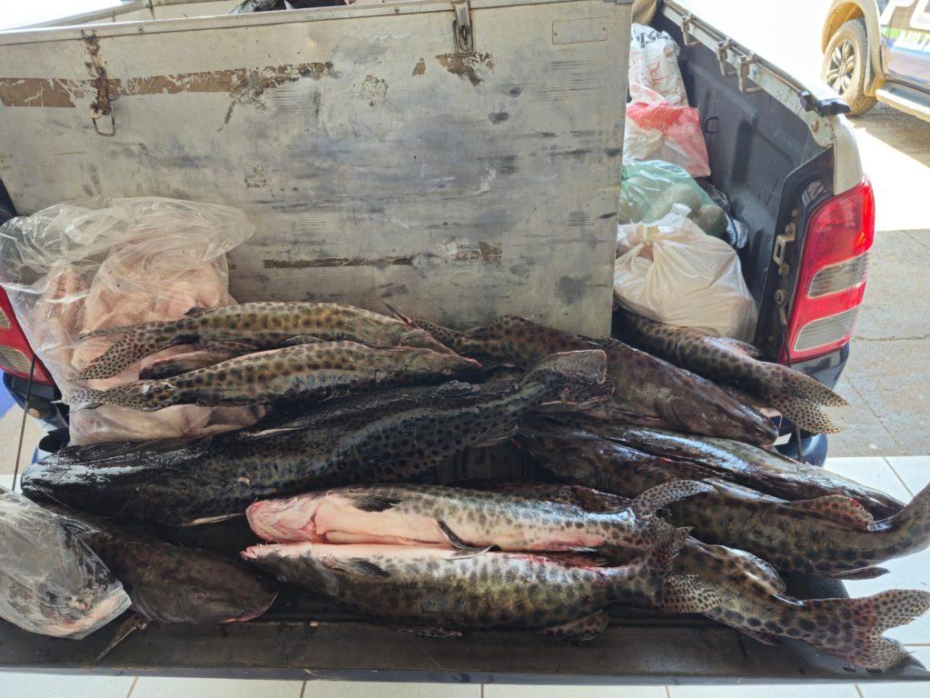 om fiscalização efetiva, Operação Piracema já apreendeu mais de 400 quilos de pescado em MS. om fiscalização efetiva, Operação Piracema já apreendeu mais de 400 quilos de pescado em MS.