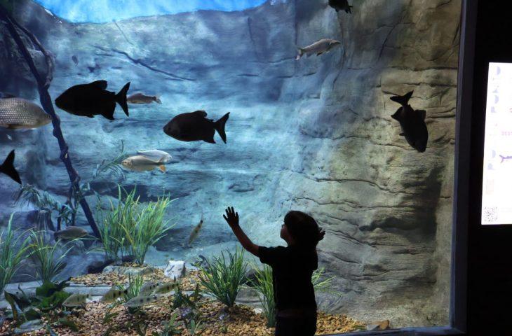 Bioparque Pantanal celebra a marca de 1 milhão de visitantes sendo referência no turismo da Capital. Bioparque Pantanal celebra a marca de 1 milhão de visitantes sendo referência no turismo da Capital.