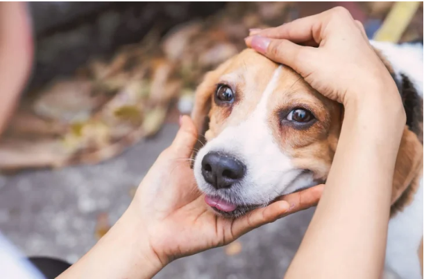 Campanha Dezembro Verde combate o abandono de animais e conscientiza sobre adoção responsável. Campanha Dezembro Verde combate o abandono de animais e conscientiza sobre adoção responsável.