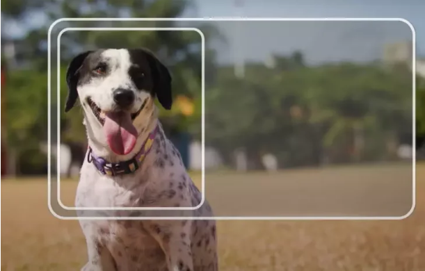 Carteira nacional para pets chega a MS para facilitar controle e a proteção animal.