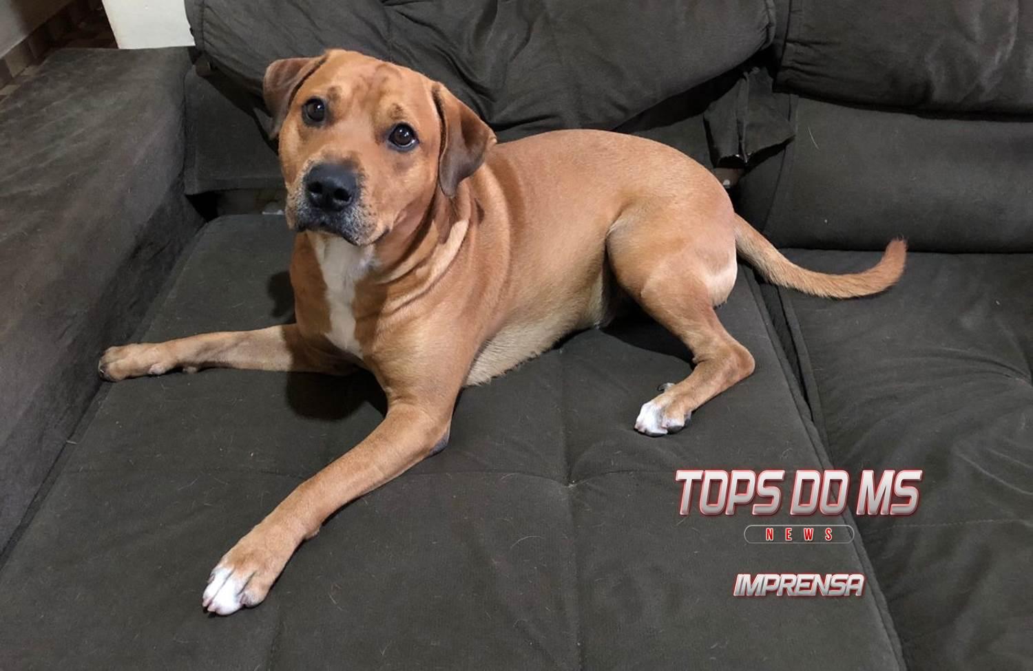 CCZ participa de ação para lembrar o Dezembro Verde, mês de combate ao abandono de animais.