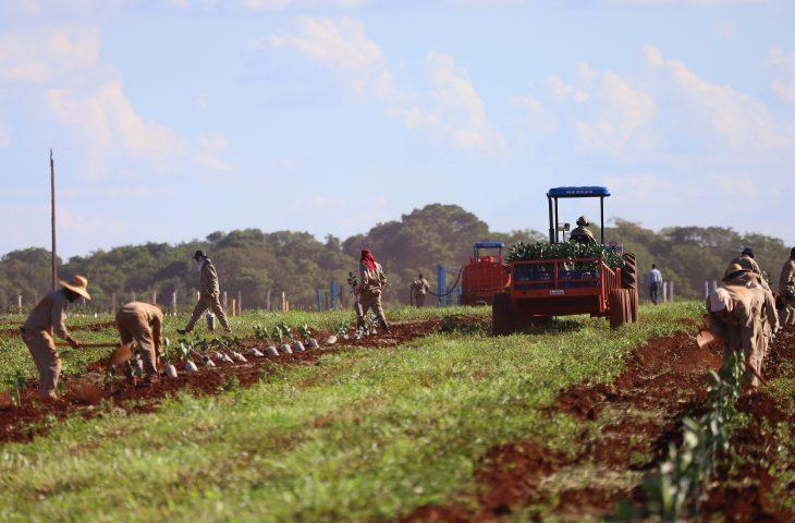 Governo de MS concede benefício fiscal para incentivar a expansão da citricultura no Estado. Governo de MS concede benefício fiscal para incentivar a expansão da citricultura no Estado.