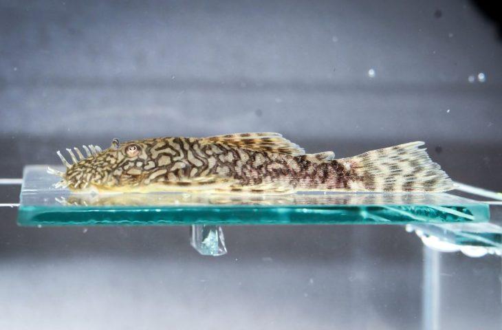 Bioparque Pantanal reforça conservação com mais uma reprodução inédita para a ciência no mundo. Bioparque Pantanal reforça conservação com mais uma reprodução inédita para a ciência no mundo.