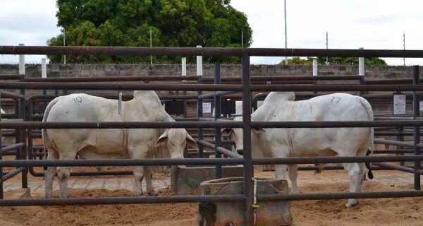 Acrissul abre dia 29 de março o circuito de leilões da Expogrande 2025. Acrissul abre dia 29 de março o circuito de leilões da Expogrande 2025.