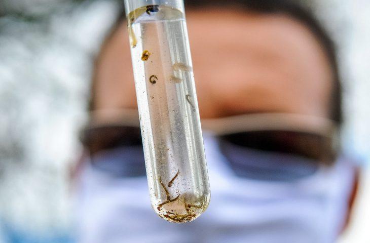Boletim Epidemiológico: MS registra 1.234 casos confirmados de dengue. Boletim Epidemiológico: MS registra 1.234 casos confirmados de dengue.