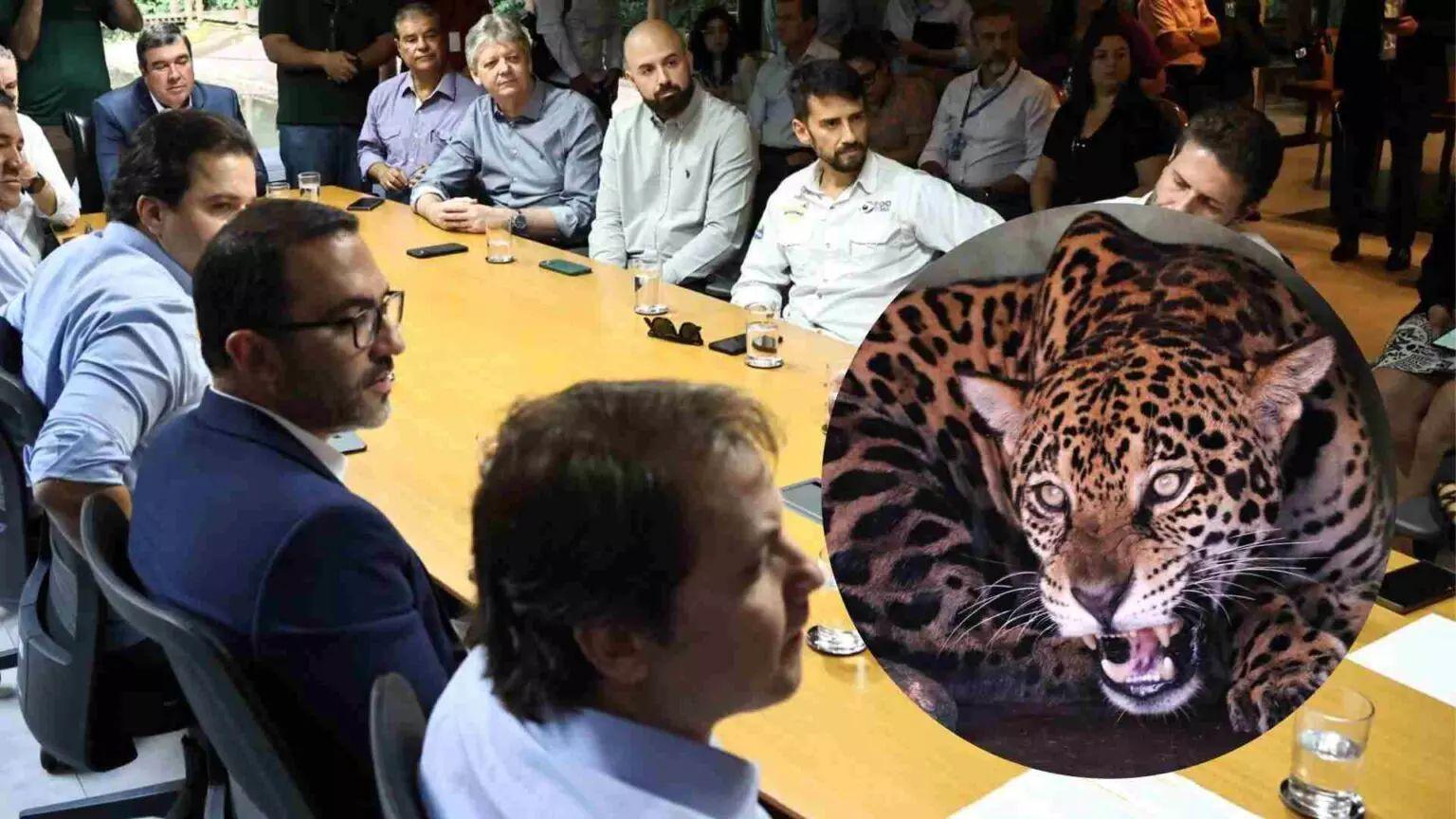 Inédito no país, projeto de MS lança créditos de biodiversidade para proteger a onça-pintada. Inédito no país, projeto de MS lança créditos de biodiversidade para proteger a onça-pintada.