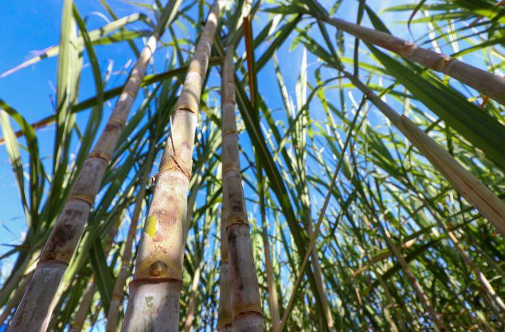 Mato Grosso do Sul tem produção recorde de etanol e avança na descarbonização do setor bioenergético. Mato Grosso do Sul tem produção recorde de etanol e avança na descarbonização do setor bioenergético.