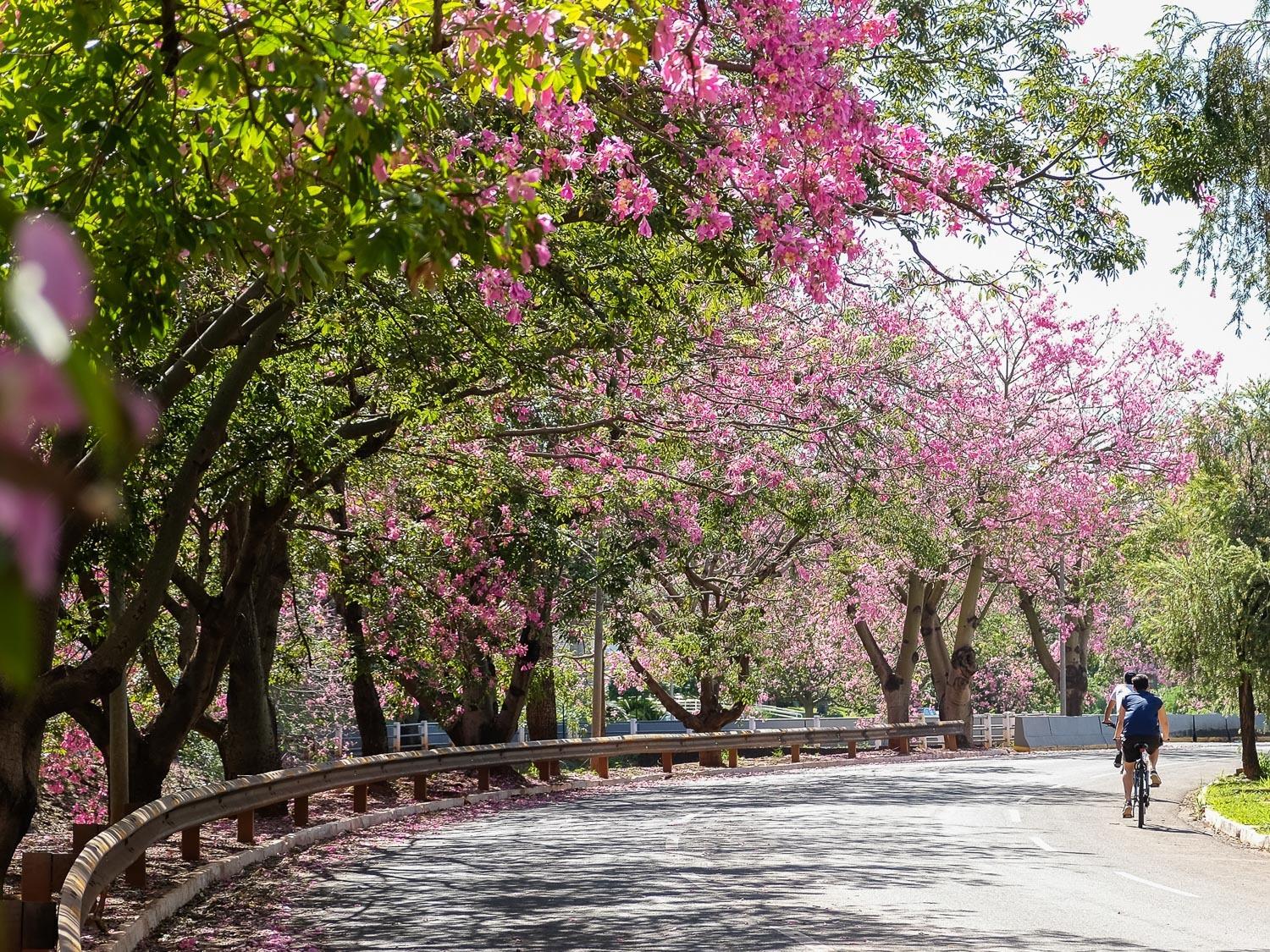 Campo Grande é a capital mais arborizada do Brasil, aponta IBGE.
