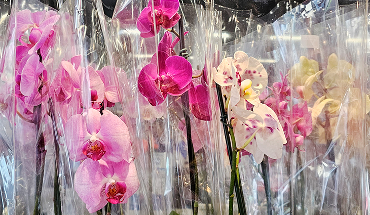 Churrasco ou Orquídea? Pesquisa revela opções para o Dia das Mães em Campo Grande. Churrasco ou Orquídea? Pesquisa revela opções para o Dia das Mães em Campo Grande.