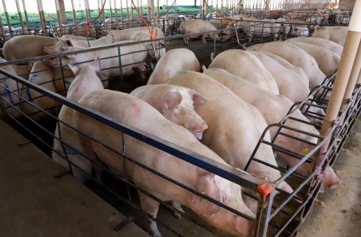 Com quase 300 granjas, suinocultura impulsiona economia de MS e vira referência nacional em tecnologia de produção. Com quase 300 granjas, suinocultura impulsiona economia de MS e vira referência nacional em tecnologia de produção.