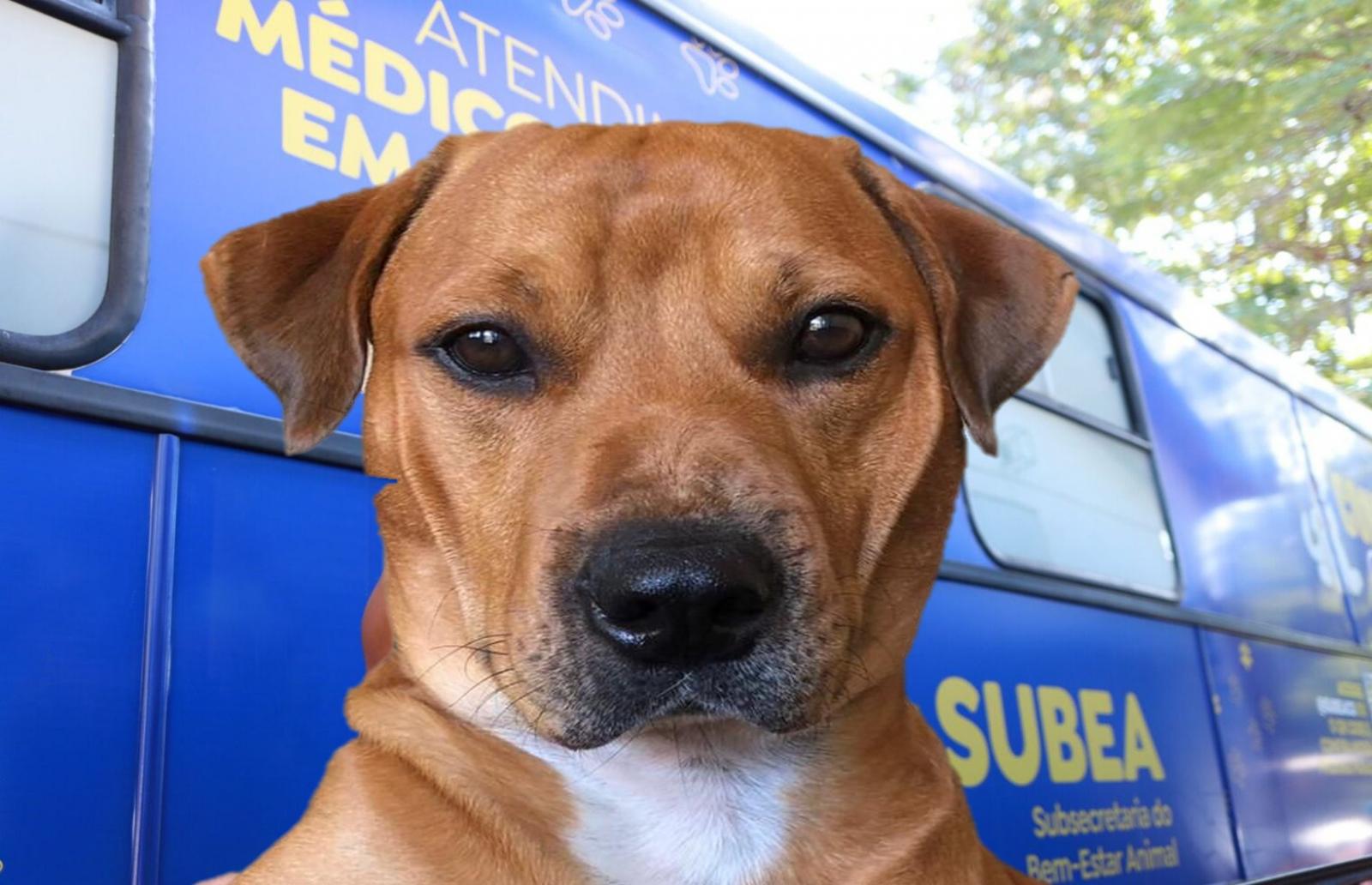 Subea realiza ação de doação de animais adultos neste domingo na praça da Bolívia.