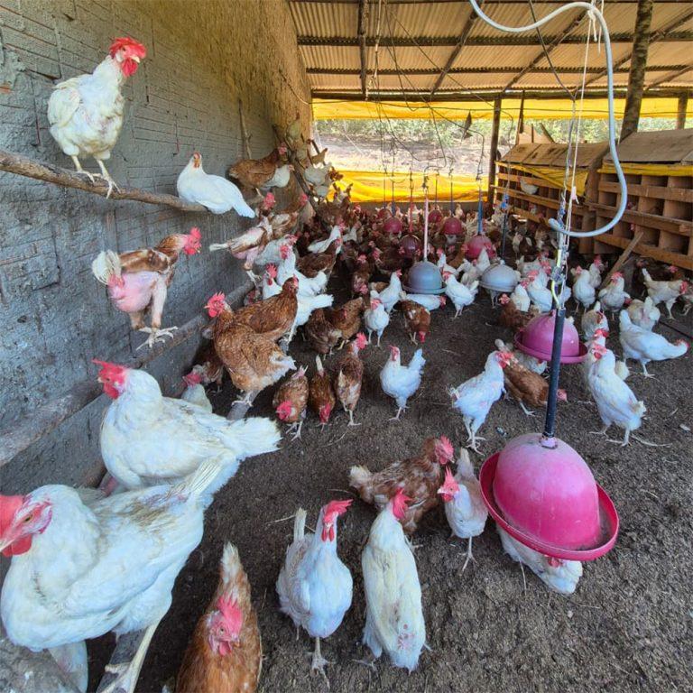 Agraer, Embrapa e Iagro reforçam prevenção à gripe aviária com foco na agricultura familiar.