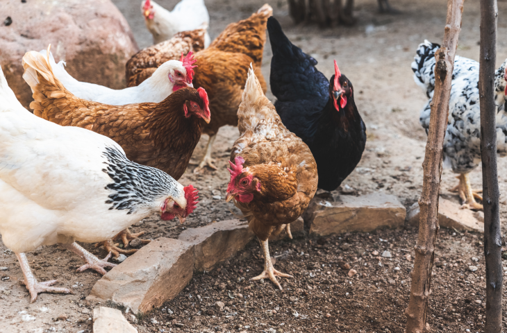Agraer, Embrapa e Iagro reforçam prevenção à gripe aviária com foco na agricultura familiar.