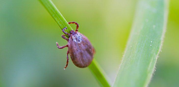 SES formaliza distribuição de remédios no início da sazonalidade da febre maculosa. SES formaliza distribuição de remédios no início da sazonalidade da febre maculosa.