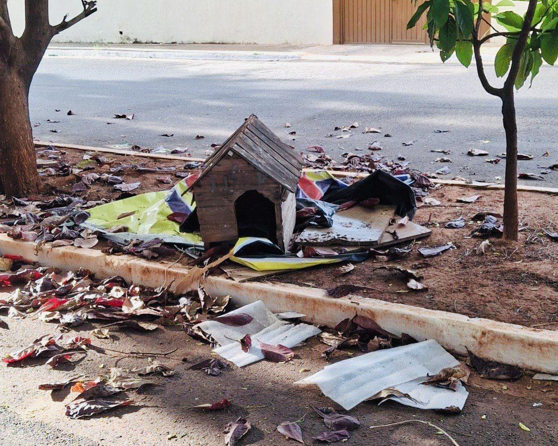 Vereadora Luiza exige explicações da Subea sobre destruição de espaços destinados a gatos de vida livre.