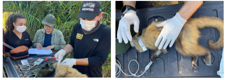 De volta para casa: reabilitados no CRAS, animais silvestres retornam à liberdade no coração do Pantanal. De volta para casa: reabilitados no CRAS, animais silvestres retornam à liberdade no coração do Pantanal.