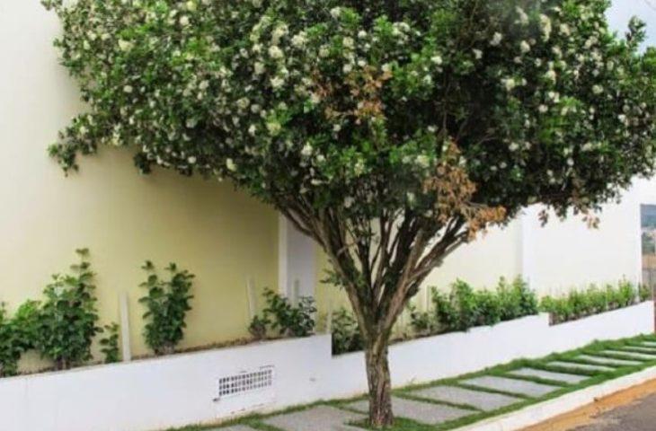Campo Grande acompanha Lei Estadual e proíbe plantio, comércio e transporte de murta no município. Campo Grande acompanha Lei Estadual e proíbe plantio, comércio e transporte de murta no município.