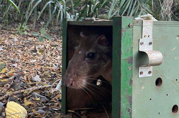 De volta para casa: reabilitados no CRAS, animais silvestres retornam à liberdade no coração do Pantanal. De volta para casa: reabilitados no CRAS, animais silvestres retornam à liberdade no coração do Pantanal.
