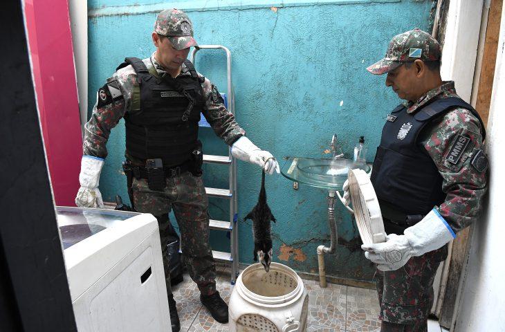Polícia Militar Ambiental lembra que animal silvestre não é pet e esclarece quando deve ser capturado.