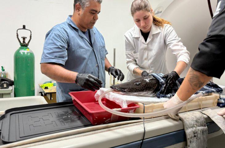 Bioparque Pantanal e UFMS realizam exames de imagem em peixe de grande porte. Bioparque Pantanal e UFMS realizam exames de imagem em peixe de grande porte.