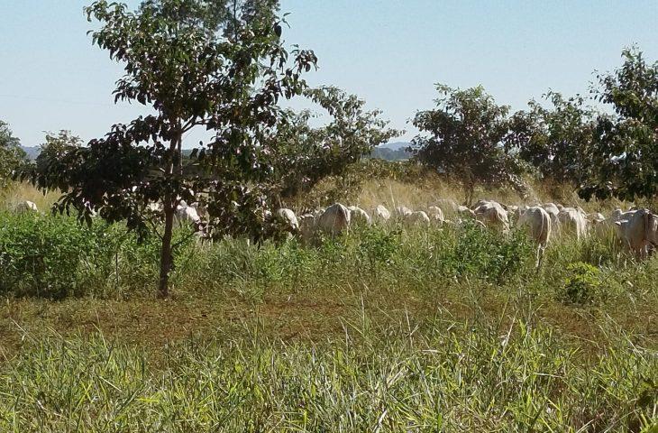 Mato Grosso do Sul sai na frente na captura de carbono e no desenvolvimento sustentável. Mato Grosso do Sul sai na frente na captura de carbono e no desenvolvimento sustentável.