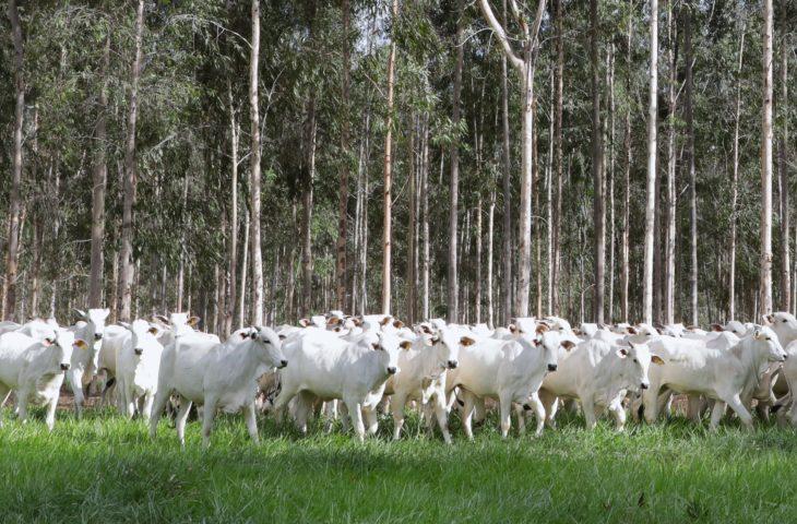 Declaração de Rebanho: segunda etapa da campanha da Iagro começa em 1º de novembro. Declaração de Rebanho: segunda etapa da campanha da Iagro começa em 1º de novembro.