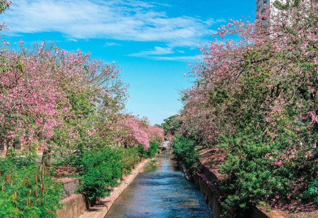 Moderna, Campo Grande passa a aplicar conceito internacional de ‘Cidade-Esponja’