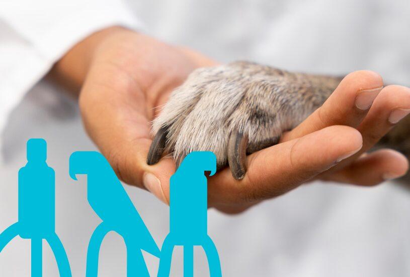 Audiência na segunda-feira (1) vai detalhar prestação de contas das ações de castração e bem-estar animal.