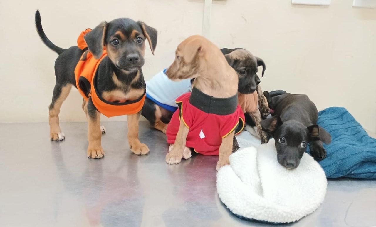 Cães ou gatos? Caramelos ou Pretinhos? Subea realiza última feira de adoção no próximo domingo.