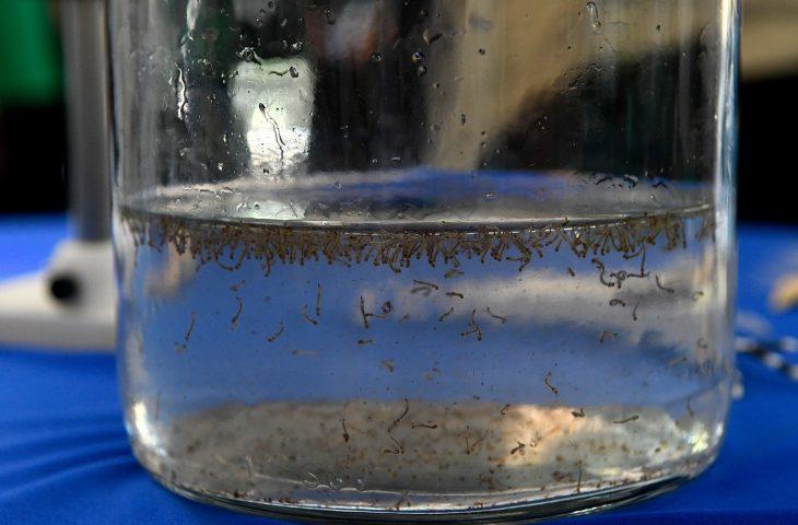 Em parceria com a SES, Bioparque Pantanal realiza “Dia D” de combate à dengue.