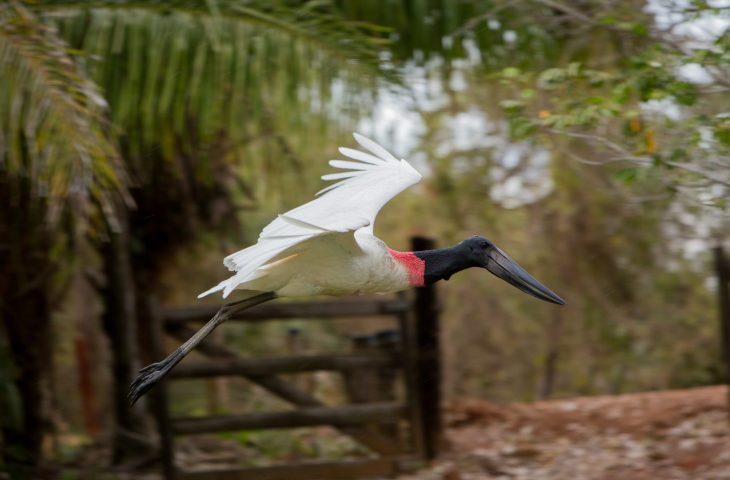 Turismo de MS reforça presença internacional na WTM London 2025.