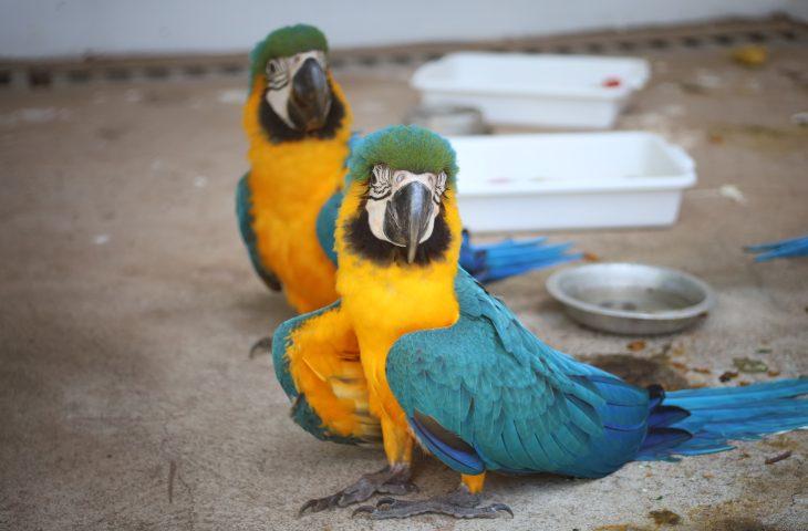 Governo de MS inaugura centro de triagem de animais silvestres em Três Lagoas.